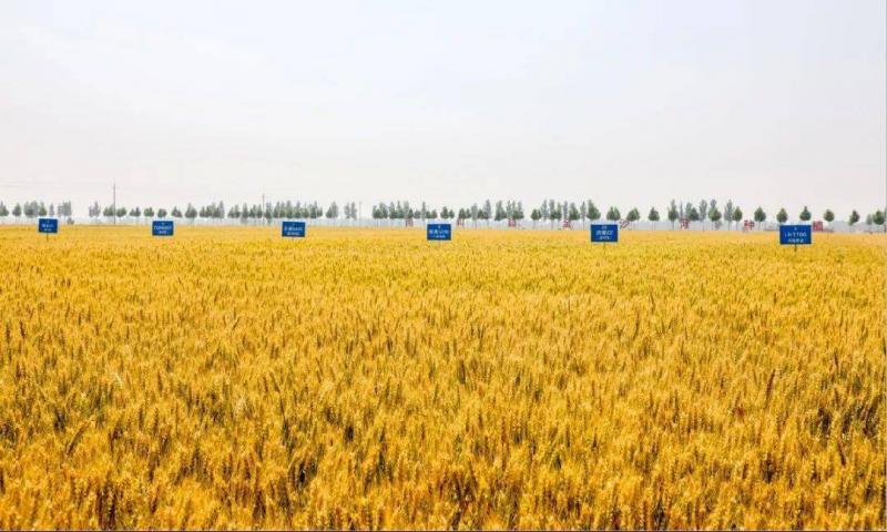 小麦生长全过程图片 第2张