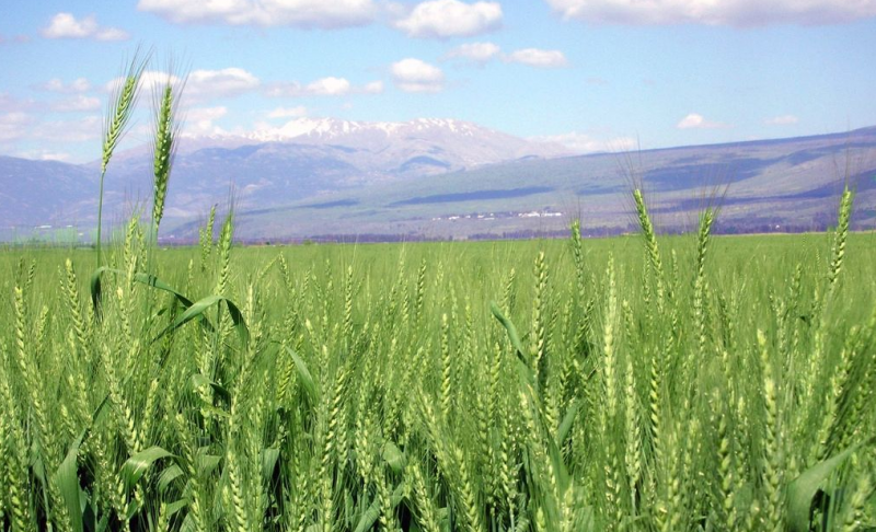 小麦生长全过程图片 第5张