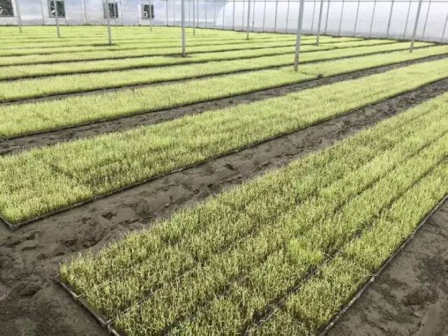 小麦生长全过程图片 第4张