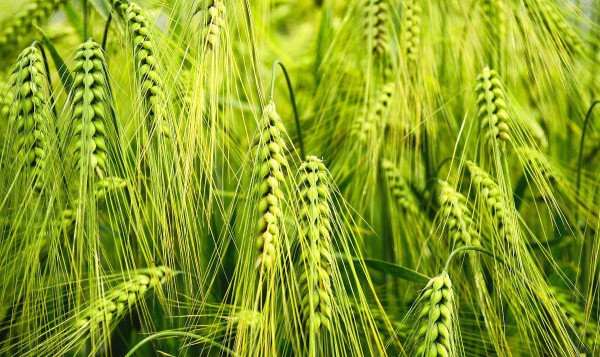 小麦孕穗期图片 第6张