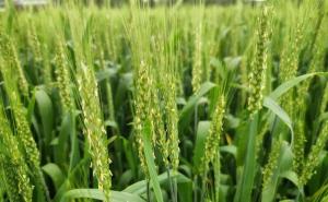 小麦开花期图片 第1张