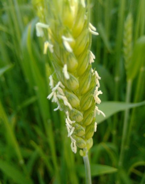 小麦开花期图片 第2张