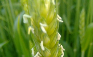 小麦开花期图片 第2张