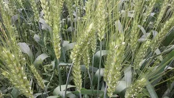 小麦开花期图片 第4张