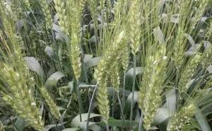 小麦开花期图片 第4张