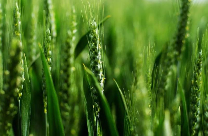 小麦开花期图片 第5张