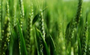 小麦开花期图片 第5张