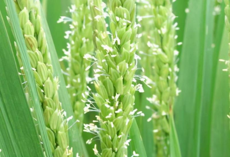 小麦开花期图片 第3张