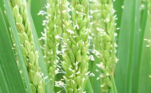 小麦开花期图片 第3张