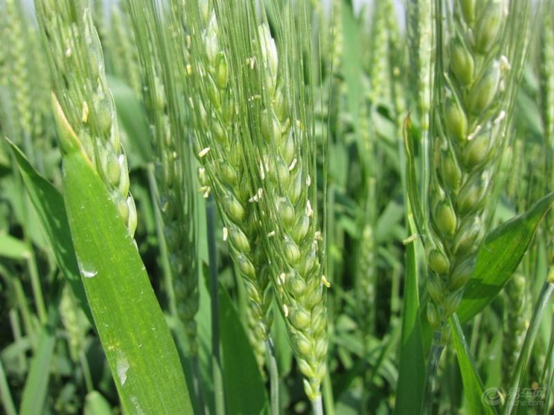 小麦开花期图片 第6张