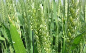 小麦开花期图片 第6张