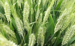 小麦开花期图片 第7张