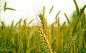 小麦什么样子图片 第4张