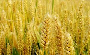 小麦什么样子图片