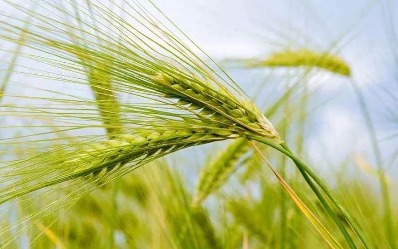 小麦什么样子图片 第2张
