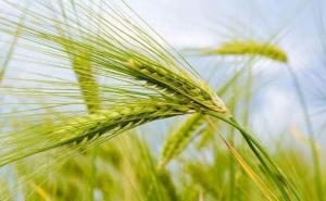 小麦什么样子图片 第2张