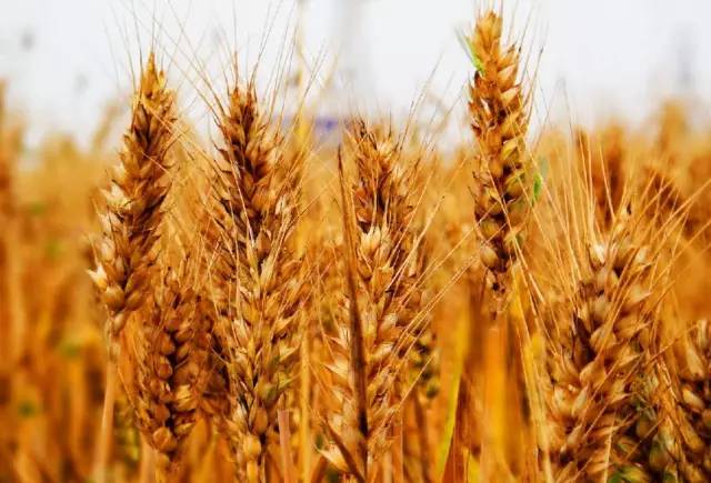 小麦熟了图片 第2张
