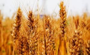 小麦熟了图片 第2张