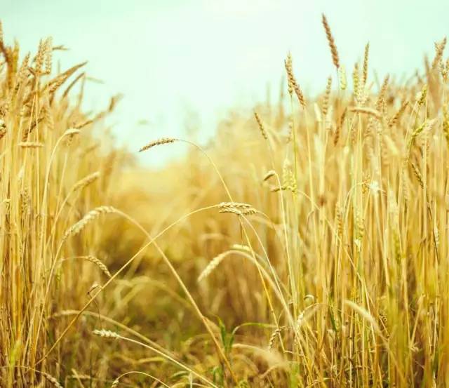 小麦熟了图片 第3张