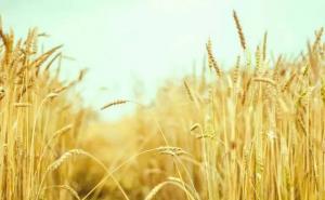 小麦熟了图片 第3张