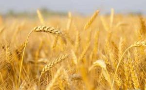 小麦熟了图片