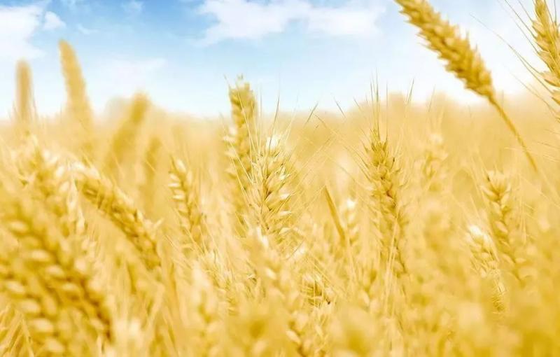 小麦熟了图片 第6张