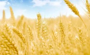 小麦熟了图片 第6张