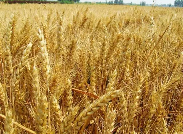 小麦熟了图片 第4张