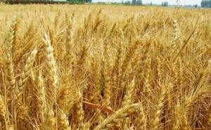 小麦熟了图片 第4张