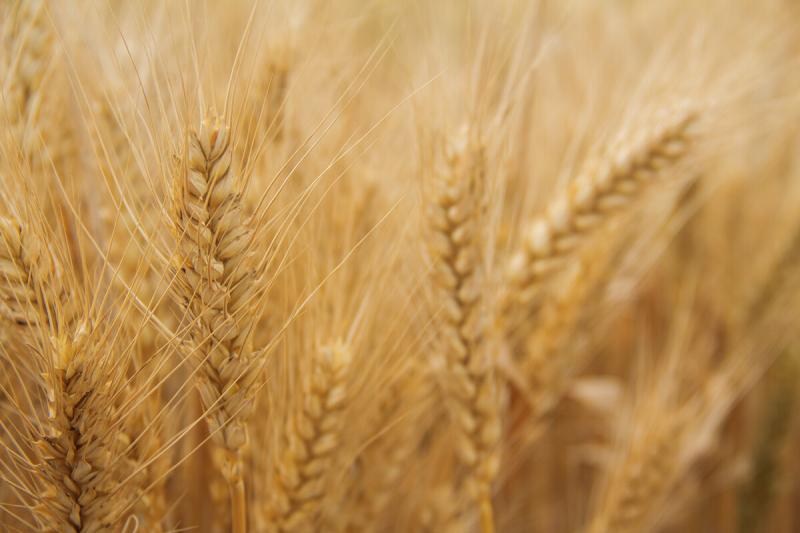 小麦熟了图片 第5张