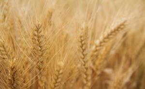 小麦熟了图片 第5张