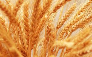 小麦熟了图片 第7张