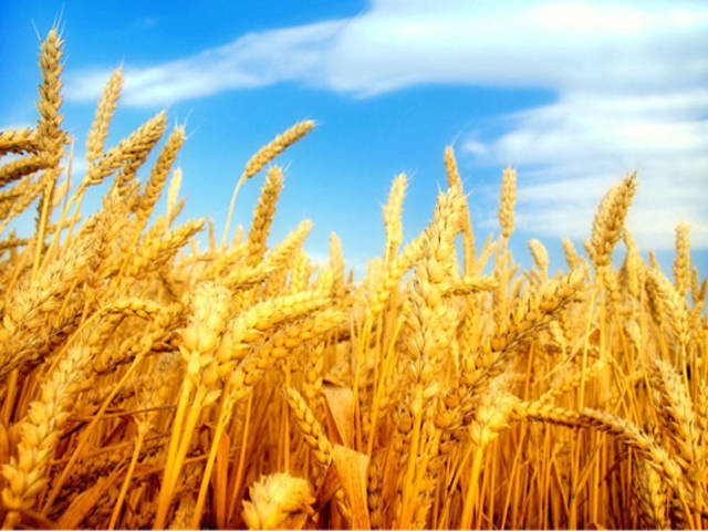 小麦熟了图片 第8张