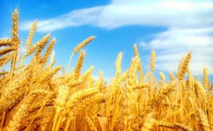 小麦熟了图片 第8张