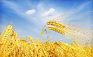 小麦熟了图片 第9张