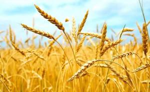 小麦是什么样子图片 第5张