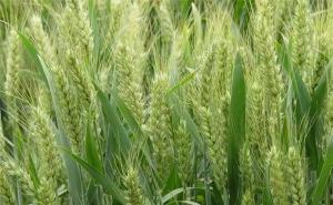 小麦是什么样子图片 第4张