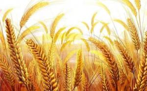 小麦是什么样子图片 第6张