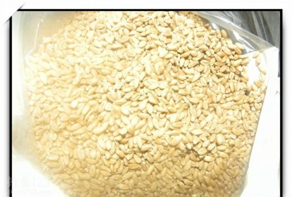 小麦粒图片 第2张