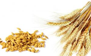 小麦粒图片 第5张