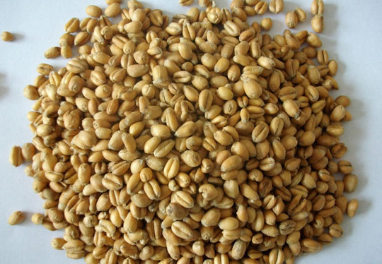 小麦粒图片 第4张