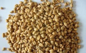 小麦粒图片 第4张