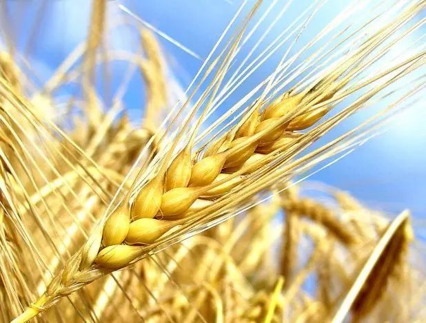 小麦超清图片 第1张