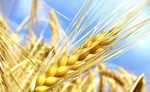 小麦超清图片