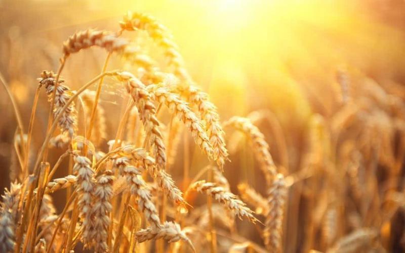 小麦超清图片 第2张
