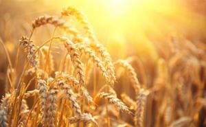 小麦超清图片 第2张