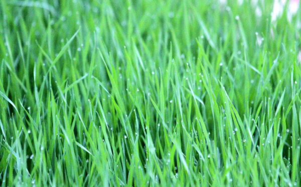 小麦苗图片 第1张