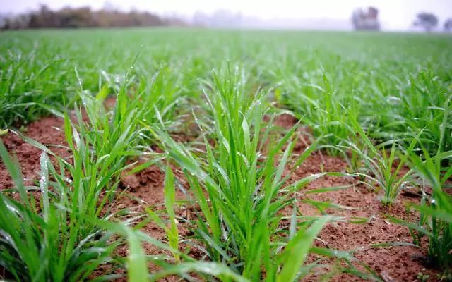 小麦苗图片 第4张