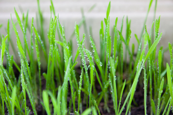 小麦苗图片 第2张
