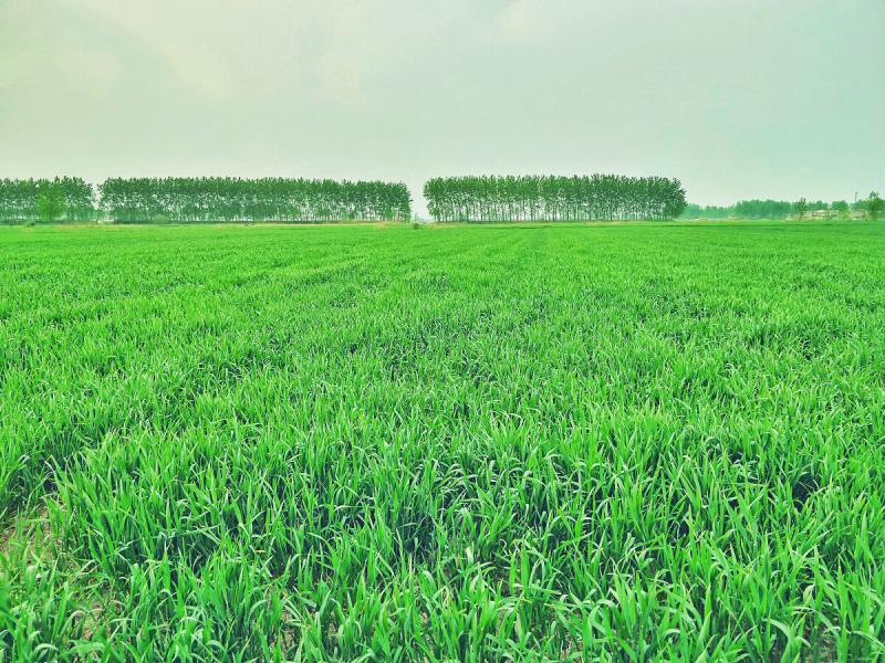 绿油油小麦苗图片 第1张